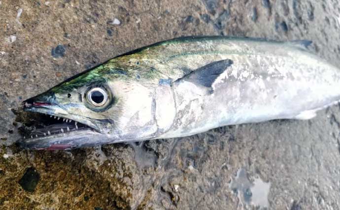 初心者が堤防からサゴシを釣る方法　ライトショアジギングのタックル・ルアー・釣り方を解説