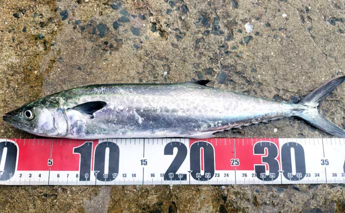 初心者が堤防からサゴシを釣る方法　ライトショアジギングのタックル・ルアー・釣り方を解説