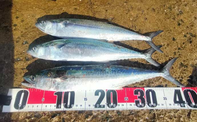 初心者が堤防からサゴシを釣る方法　ライトショアジギングのタックル・ルアー・釣り方を解説
