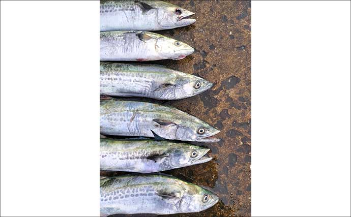 初心者が堤防からサゴシを釣る方法　ライトショアジギングのタックル・ルアー・釣り方を解説