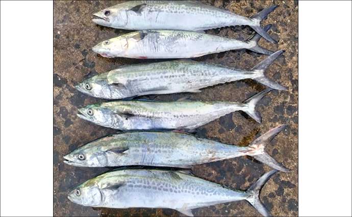初心者が堤防からサゴシを釣る方法　ライトショアジギングのタックル・ルアー・釣り方を解説