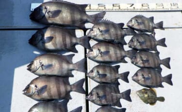 伊良湖沖でイシダイ数釣りに成功！【船のエサ釣り釣果速報10選・愛知】