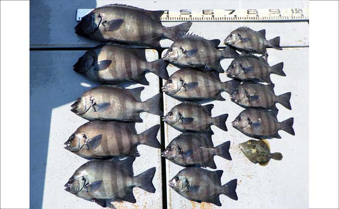 伊良湖沖でイシダイ数釣りに成功！【船のエサ釣り釣果速報10選・愛知】