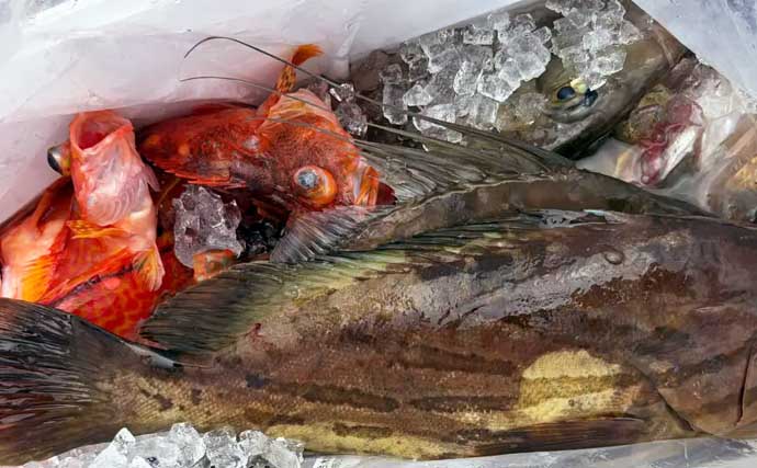 クエもヒット！タテ釣りで青物にマダイに根魚と多彩魚登場【船エサ釣り釣果速報10選・三重】