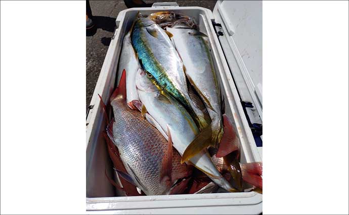 クエもヒット！タテ釣りで青物にマダイに根魚と多彩魚登場【船エサ釣り釣果速報10選・三重】