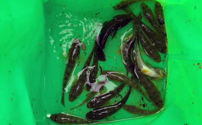 豪雨翌日の運河でハゼは釣れる？被害が心配された深川エリアで3時間20尾をキャッチ！【東京】