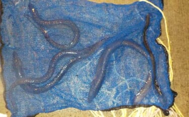 平作川支流でのウナギ釣り良型4尾キャッチ！【神奈川】ザリガニむき身とミ…