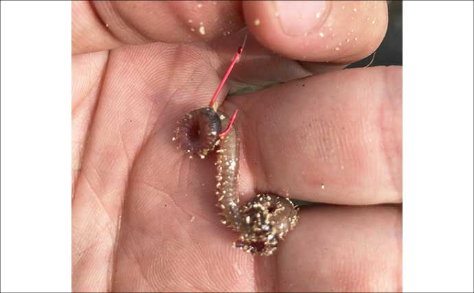 エサをアオイソメからイシゴカイに替えた途端に良型シロギスが連発！【三重】