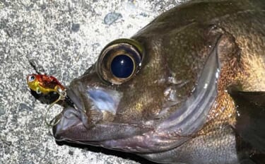 「そんなに釣れない」のにメバリングでバイブレーションを使う理由　思わぬ…