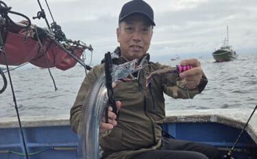 タチウオに何度かじられても「エサが無傷」の衝撃　イワシの代わりに新素材…
