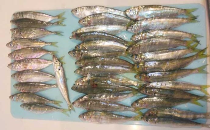 アジ狙いのサビキ釣りで「サッパ」が連発！ シャクリ方を変えるとヒット率がアップ