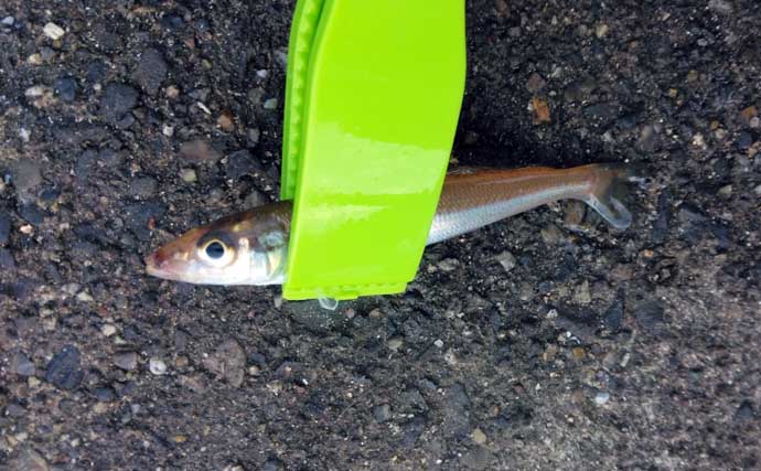 アジ狙いのサビキ釣りで「サッパ」が連発！ シャクリ方を変えるとヒット率がアップ