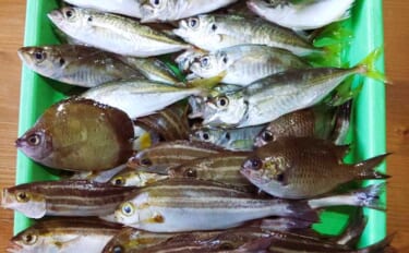 小アジ＆イサキが入れ食いで100尾超え！ 泳がせ釣りでは一転「サメの猛…