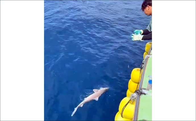 小アジ＆イサキが入れ食いで100尾超え！ 泳がせ釣りでは一転「サメの猛攻」に大苦戦