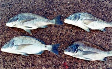 発場所をフカセ釣りで攻略【真玉港・大分】狙うポイント微調整で45cm頭…