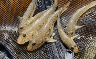 「いつもの深場でハゼが釣れない！」　増水した木曽川で浅場をウキ釣りで攻…