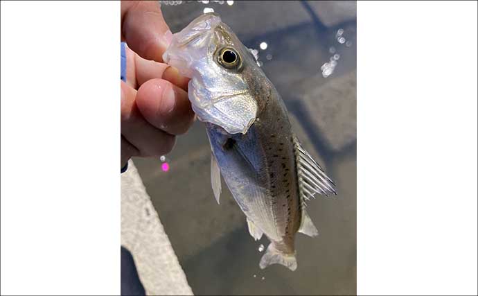 「いつもの深場でハゼが釣れない！」　増水した木曽川で浅場をウキ釣りで攻略成功