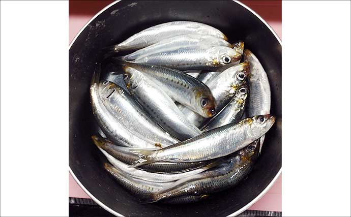 サビキ釣りの釣果レシピ：小羽イワシのオイル煮　ゆっくり弱火で煮込むのがコツ
