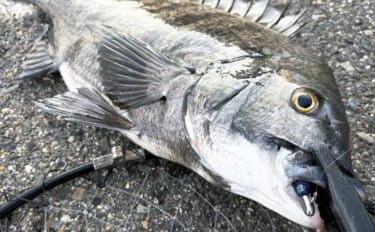 チヌはクロー系ワームが定番？　あえて「小魚系」を使って3枚キャッチに成…