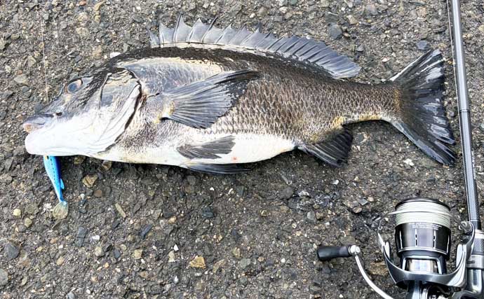 チヌはクロー系ワームが定番？　あえて「小魚系」を使って3枚キャッチに成功【大阪南港】