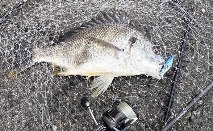 チヌはクロー系ワームが定番？　あえて「小魚系」を使って3枚キャッチに成功【大阪南港】