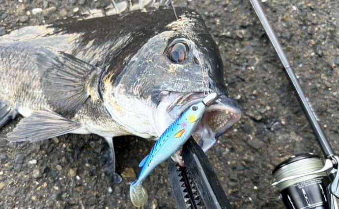チヌはクロー系ワームが定番？　あえて「小魚系」を使って3枚キャッチに成功【大阪南港】