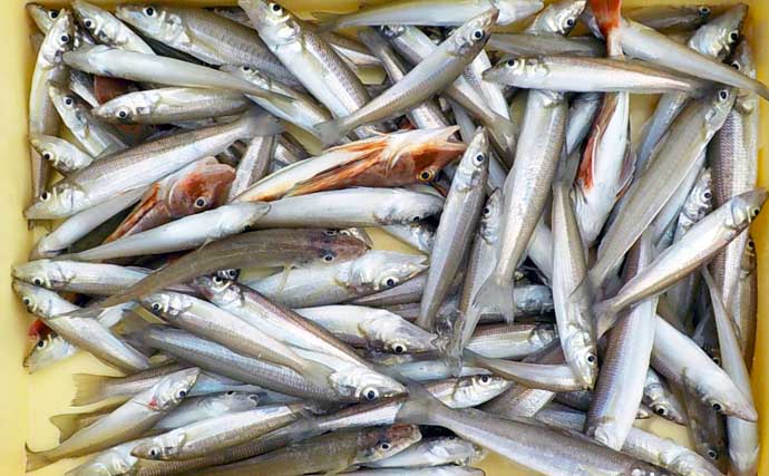 泳がせ釣りでヒラメ登場！青物のヒットも【船のエサ釣り最新釣果情報9選・愛知】