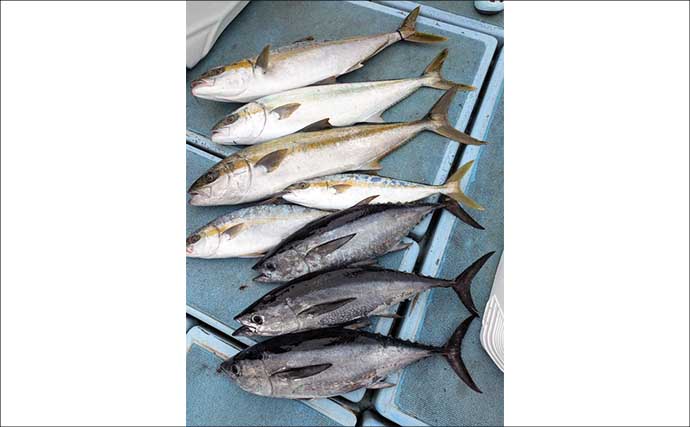 落とし込み釣りで大型ヒラマサ！エサ付きも良好【船のエサ釣り最新釣果情報9選・福岡】