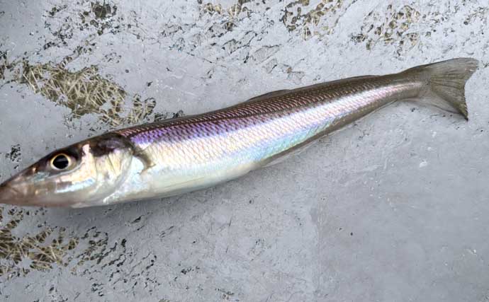 船シロギス釣りは「待つ」だけじゃなかった！　攻めの誘いで狙い通りの「ブルブルッ」が快感で病みつきに