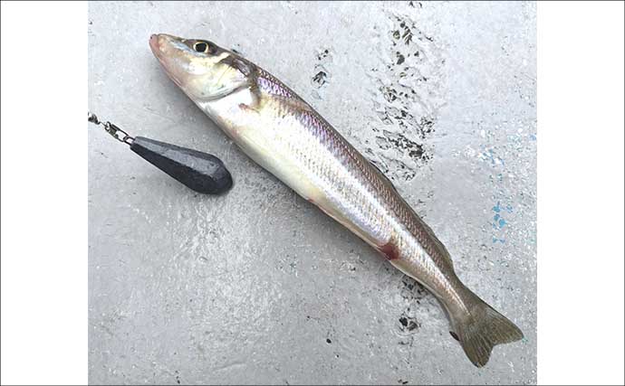 船シロギス釣りは「待つ」だけじゃなかった！　攻めの誘いで狙い通りの「ブルブルッ」が快感で病みつきに
