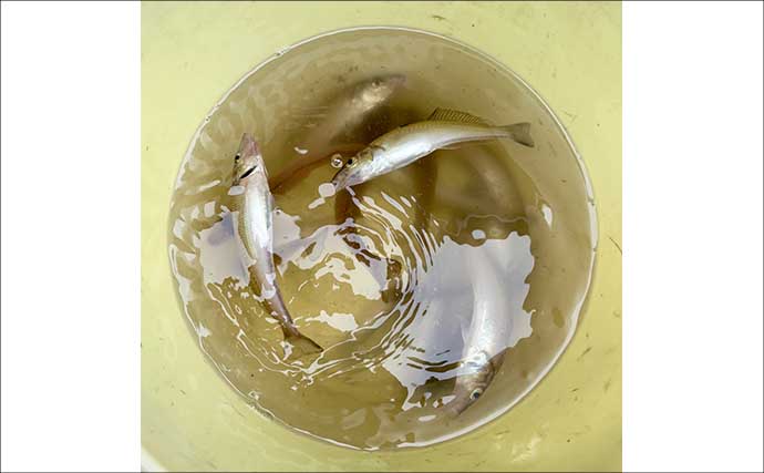 船シロギス釣りは「待つ」だけじゃなかった！　攻めの誘いで狙い通りの「ブルブルッ」が快感で病みつきに