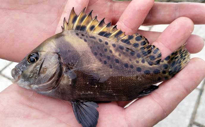 初心者向け磯釣り入門完全ガイド　釣り方・服装・必要な安全装備・注意点をプロが徹底解説