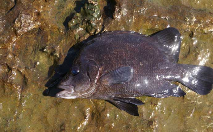 初心者向け磯釣り入門完全ガイド　釣り方・服装・必要な安全装備・注意点をプロが徹底解説