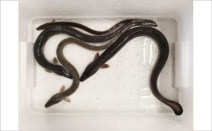 木曽川で待望の68cmウナギ登場！ 大雨による出水2日後の釣行でリベンジに成功