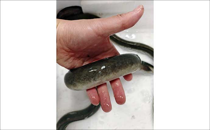 木曽川で待望の68cmウナギ登場！ 大雨による出水2日後の釣行でリベンジに成功