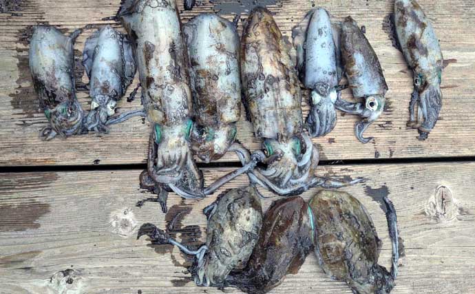 「なんで釣れるの？」常連の誘いを真似した途端にアオリイカが連発の不思議【志摩沖】