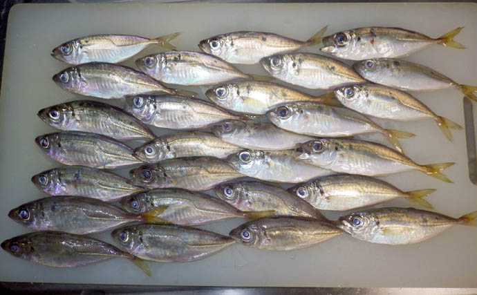 10cmの豆アジ相手にムキになった！ 前回3匹から27匹へ釣果を伸ばしたアジング改善術とは