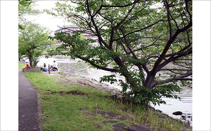東京23区の「おすすめハゼ釣り場」：新左近川親水公園　4つの詳細ポイントを解説