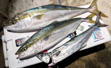 「周囲はメーター超えブリやサワラ連発なのに自分は釣れない…」　釣り方を…