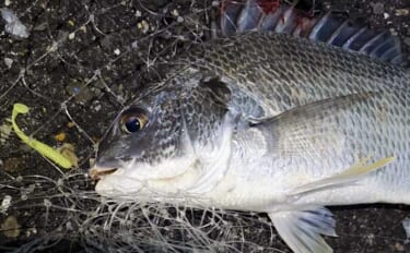 チヌは見えているのに全く食わない！【大阪湾】荒天後の水潮に苦戦も最後に…