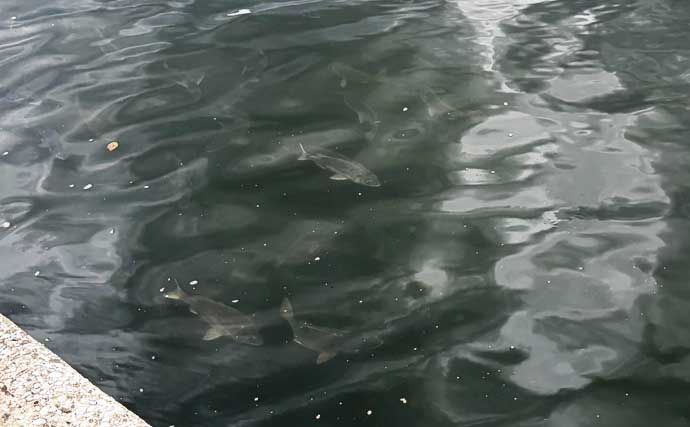 チヌは見えているのに全く食わない！【大阪湾】荒天後の水潮に苦戦も最後にキビレ浮上