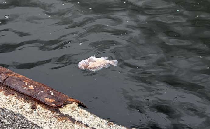 チヌは見えているのに全く食わない！【大阪湾】荒天後の水潮に苦戦も最後にキビレ浮上