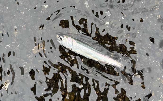 チヌは見えているのに全く食わない！【大阪湾】荒天後の水潮に苦戦も最後にキビレ浮上