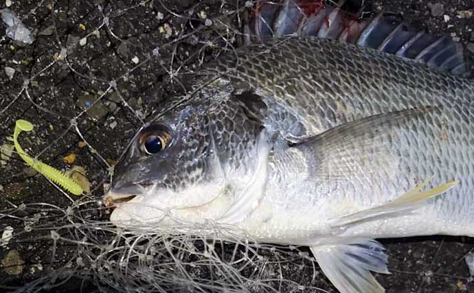 チヌは見えているのに全く食わない！【大阪湾】荒天後の水潮に苦戦も最後にキビレ浮上