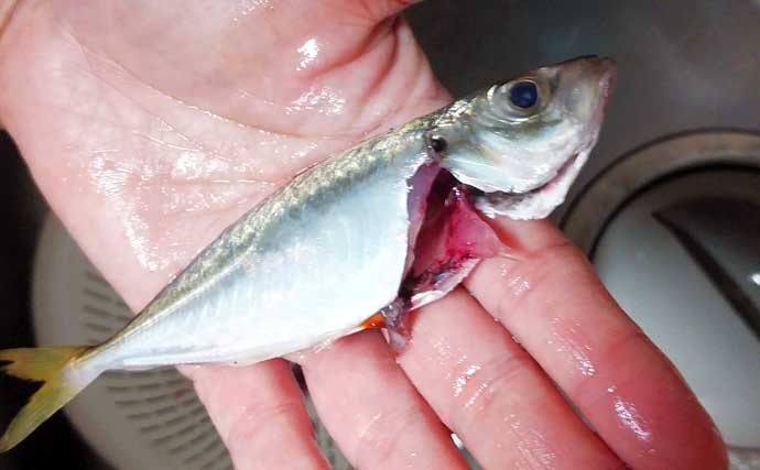 釣魚で作る「冷食」レシピ：冷凍豆アジ唐揚げ　粉付けて冷凍するだけ