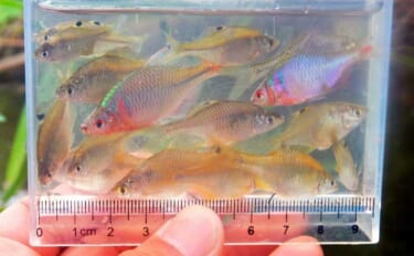 タナゴが小さすぎてハリに掛からない？「ハリのサイズダウン」が奏功し87尾【びん沼川】