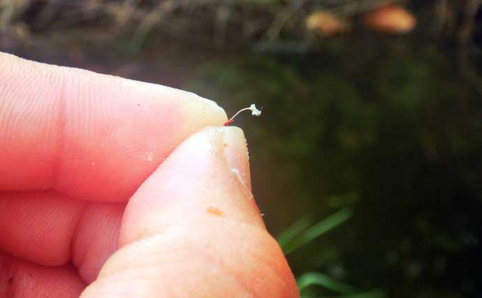 タナゴが小さすぎてハリに掛からない？「ハリのサイズダウン」が奏功し87尾【びん沼川】