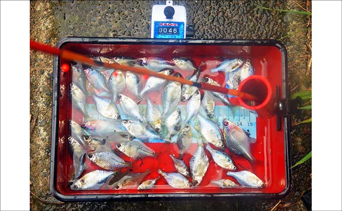 タナゴが小さすぎてハリに掛からない？「ハリのサイズダウン」が奏功し87尾【びん沼川】
