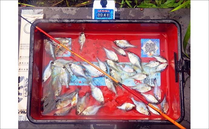 タナゴが小さすぎてハリに掛からない？「ハリのサイズダウン」が奏功し87尾【びん沼川】