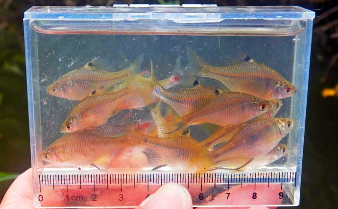 タナゴが小さすぎてハリに掛からない？「ハリのサイズダウン」が奏功し87尾【びん沼川】